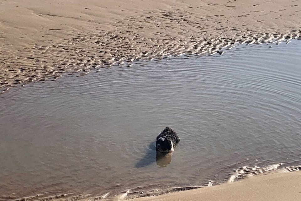The perfect bath - on the dog friendly Louisa Bay!