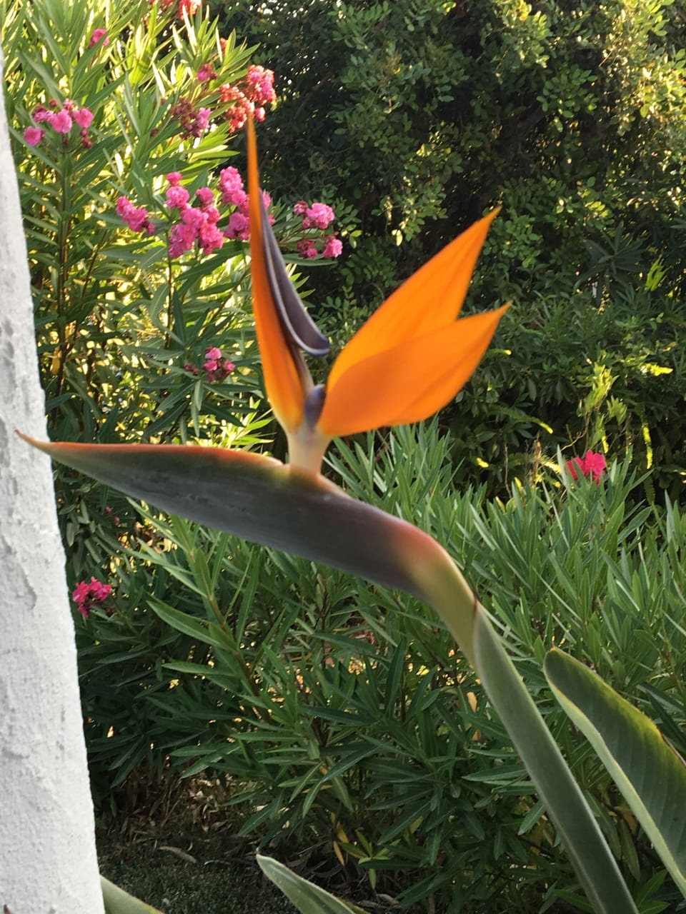 Lots of flowers in the garden to enjoy 