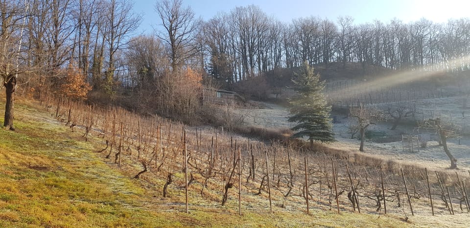 Apartment "Auszeit" - New vacation apartment in the middle of vineyards Apartment in Meissen