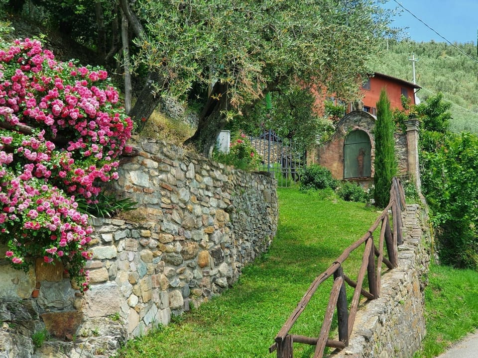 Vegetation, Wall, Plant, Flower, Rock, Tree, Grass, Moss, Stone Wall, Spring