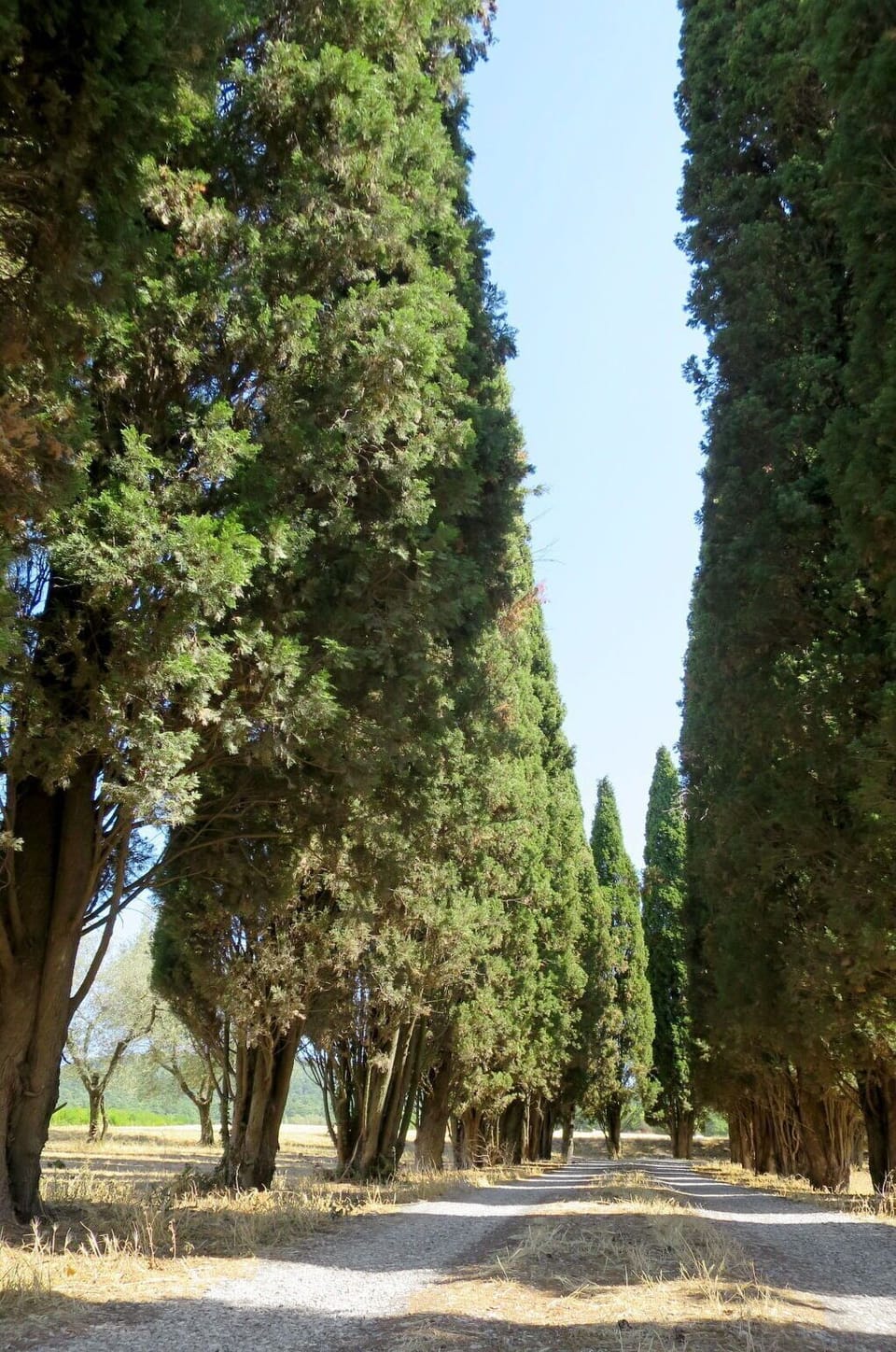 Tree, Woody Plant, Vegetation, Plant, Biome, Botany, Trunk, Evergreen, Shrub, Grove