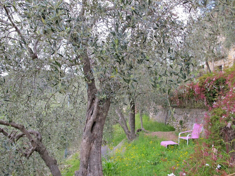 Plant, Plant Community, Natural Landscape, Tree, Grass, Groundcover, Twig, Shrub, Forest, Landscape