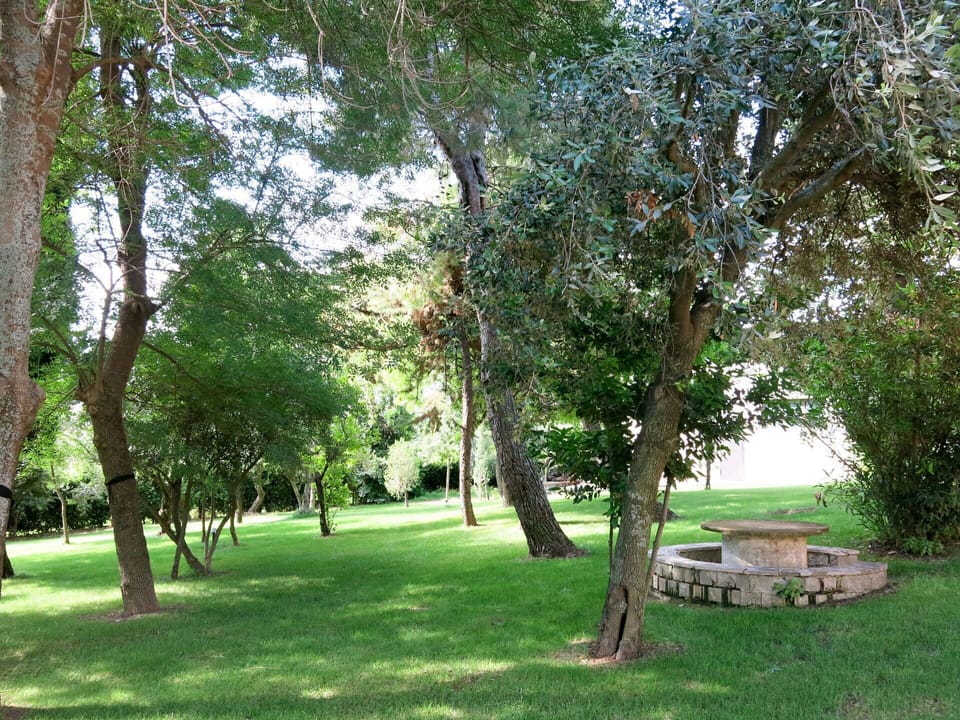 Tree, Natural Landscape, Woody Plant, Grass, Park, Plant, Botany, Lawn, Grove, Landscape