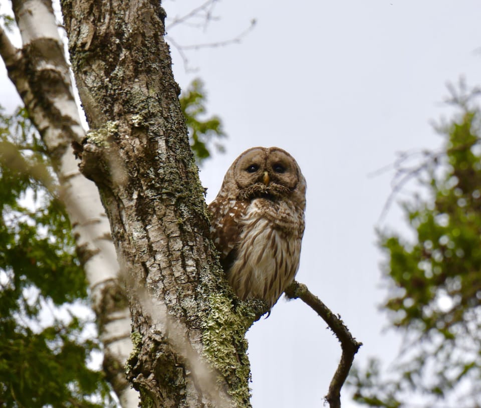 See stunning wildlife while relaxing on the patio or dock. 
