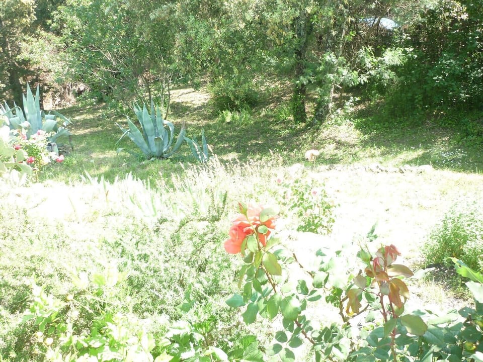 The garden