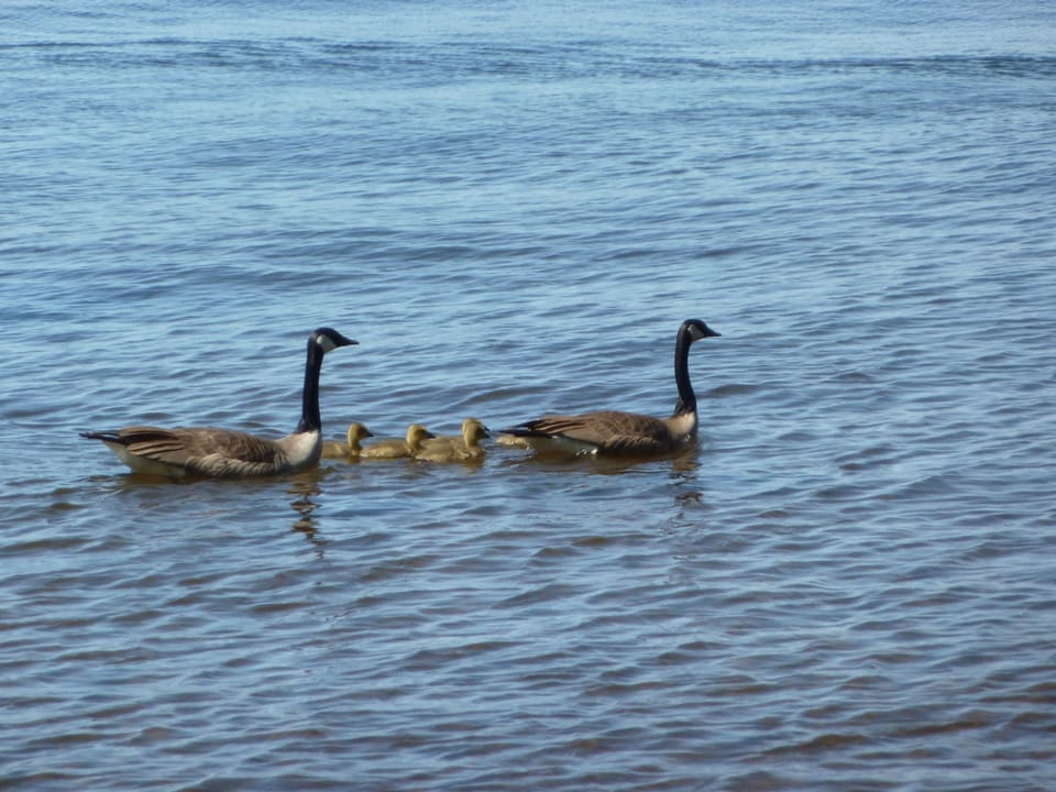 Family of geese on Lost Lake.