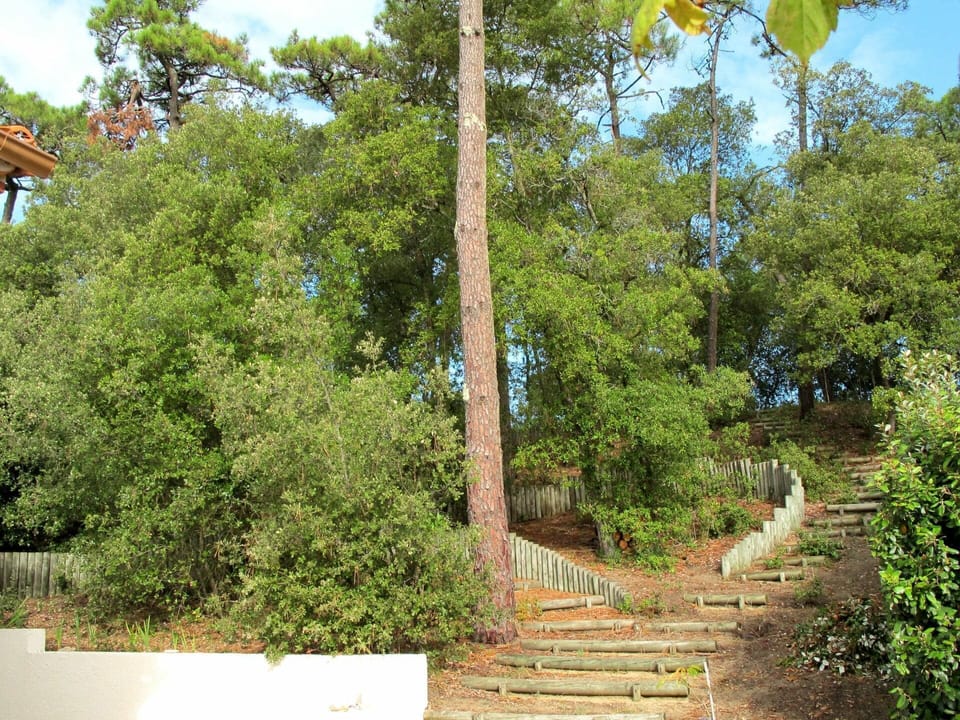Tree, Vegetation, Property, Woody Plant, Plant, Biome, Botany, Real Estate, House, Architecture