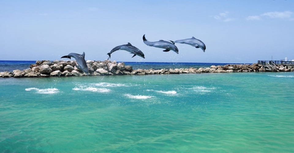 Dolphin Cove
