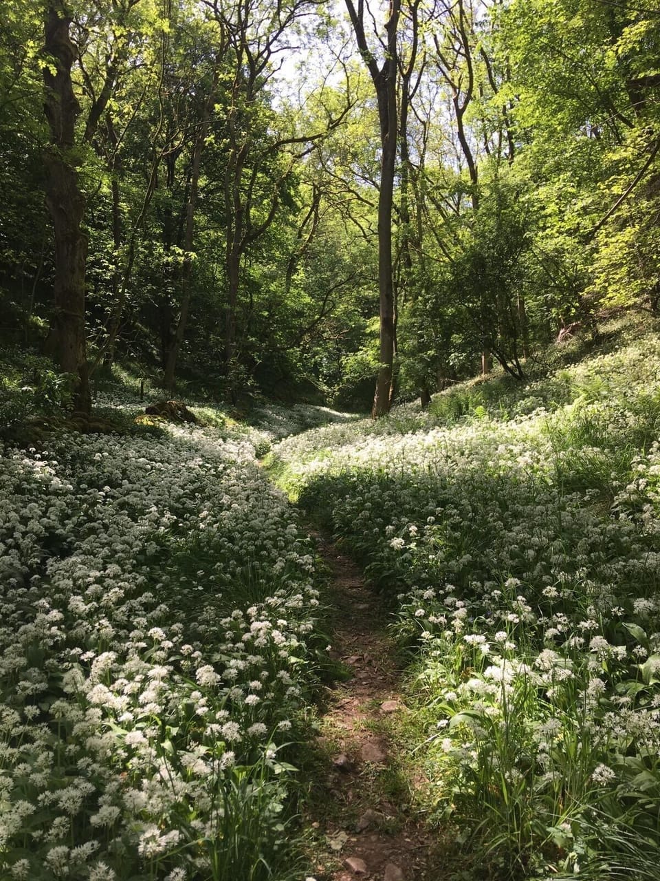 Woodland walks in the Peak District