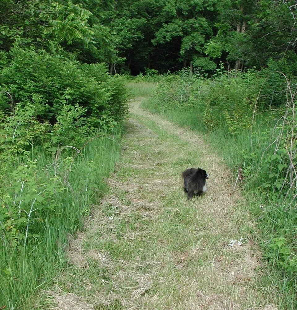 Mowed walking trails (approx. 2 miles)