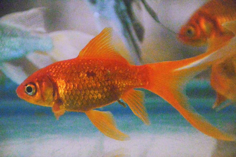 Just keep swimming!