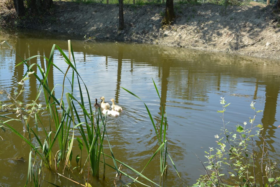 Lake