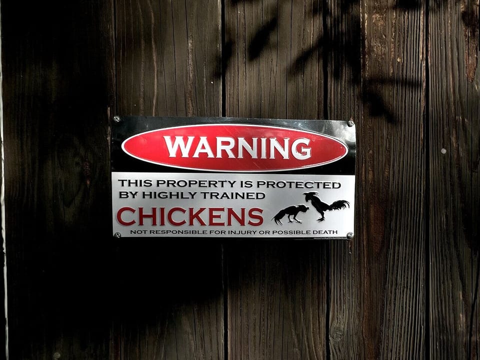 Lots of St John wildlife Outside