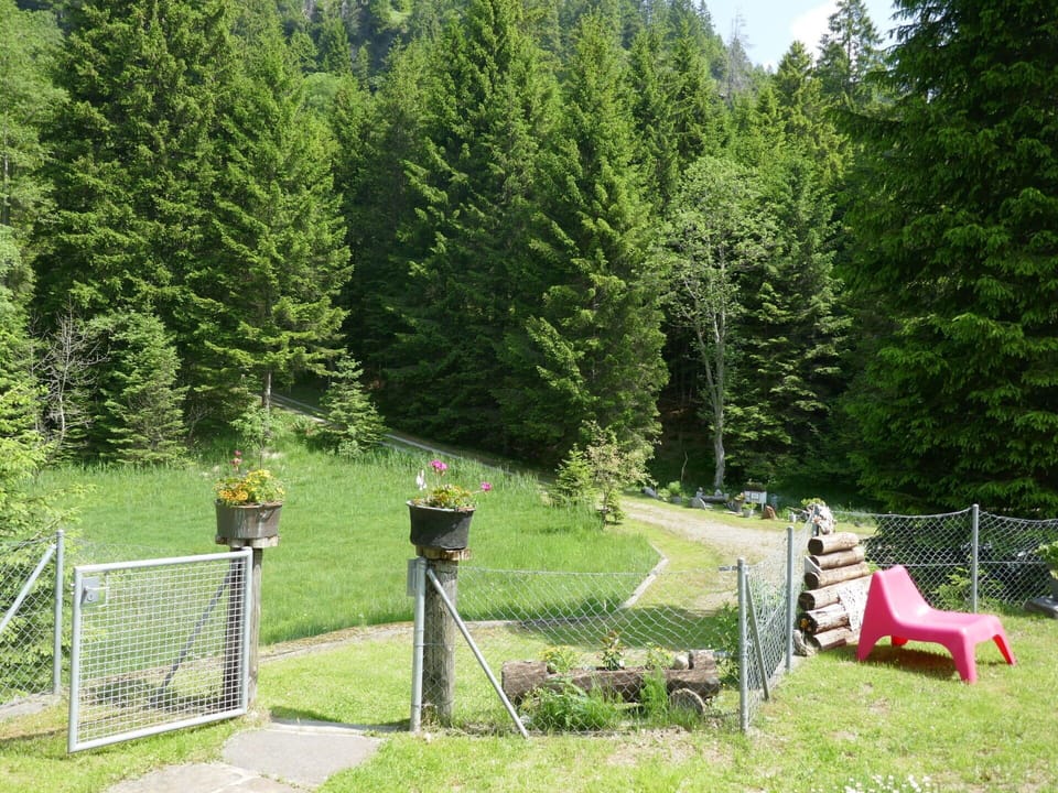 Shrub, Garden, Forest, Lawn, Larch, Landscaping, Evergreen, Woodland