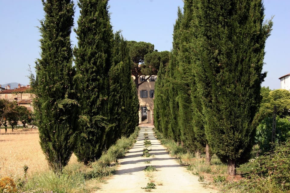 Tree, Vegetation, Woody Plant, Plant, Shrub, Botany, Grass, Garden, Architecture, Cypress Family