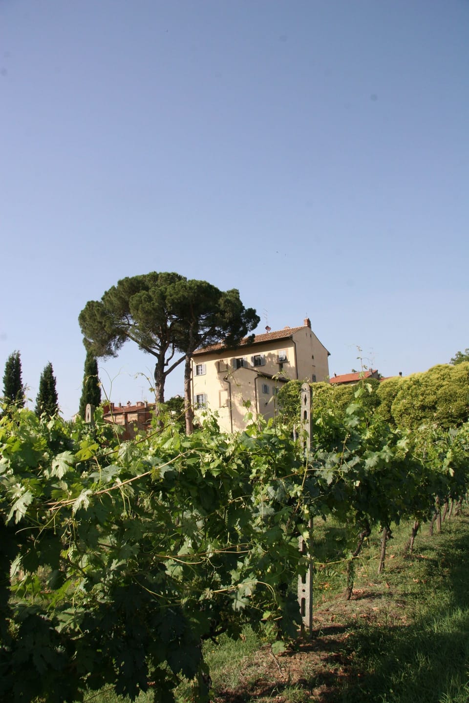 Vegetation, Agriculture, Leaf, Tree, Vineyard, Plant, Field, Sky, Rural Area