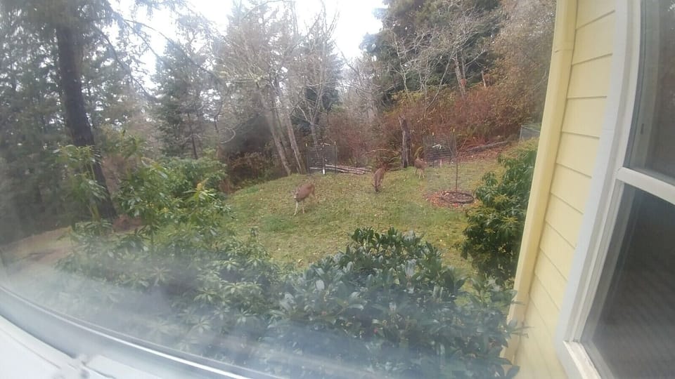 Back-yard