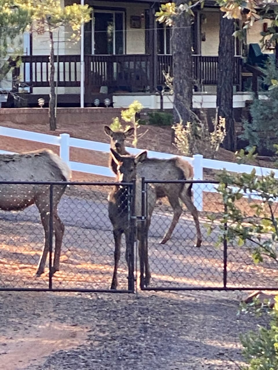 Their usual dinner time stroll. Usually around 5-6pm.