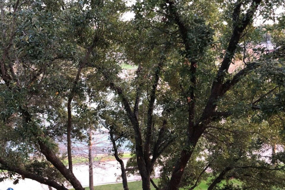 Tree-top view of the cove from 3rd-floor balcony
