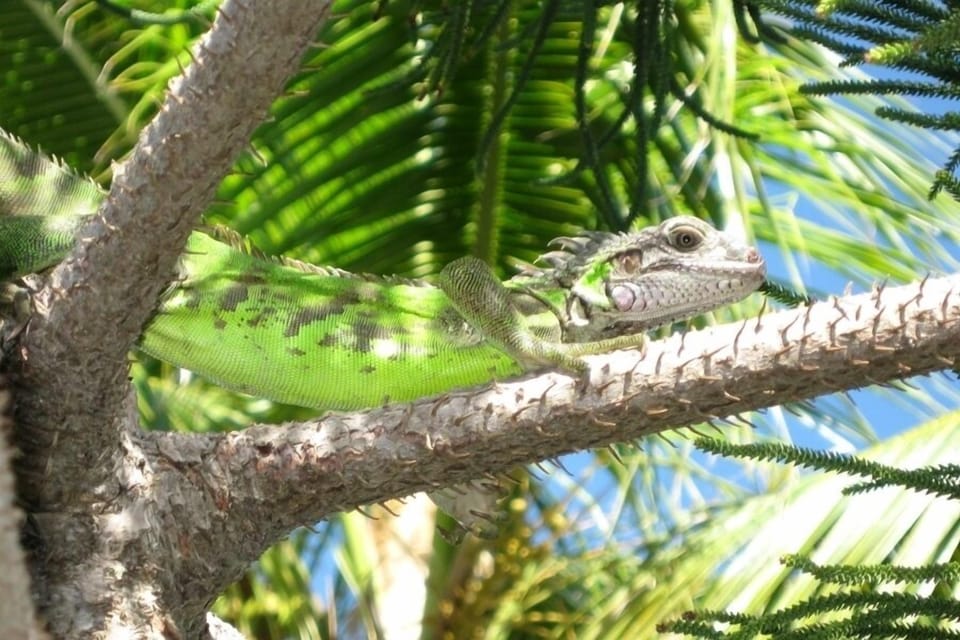 Young Iguana enjoying sunshine