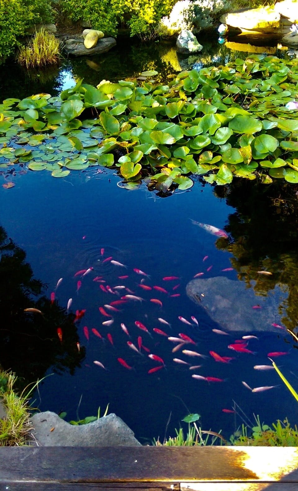 Our koi fish friends - you can feed them!