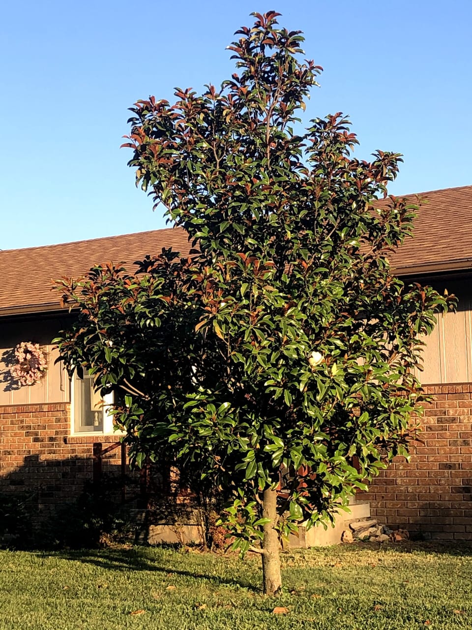 Magnolia, planted 2006 to mark 65th wedding anniversary of Robert and Irene Jost