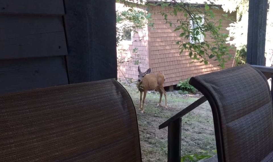 We have wildlife throughout the year..  This mama had 2 babies right in our yard