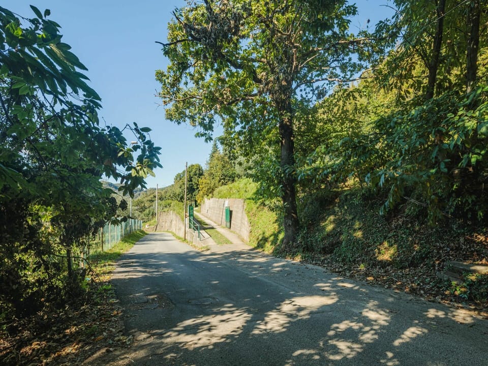 Plant, Plant Community, Sky, Natural Landscape, Shade, Road Surface, Asphalt, Land Lot, Tree, Grass
