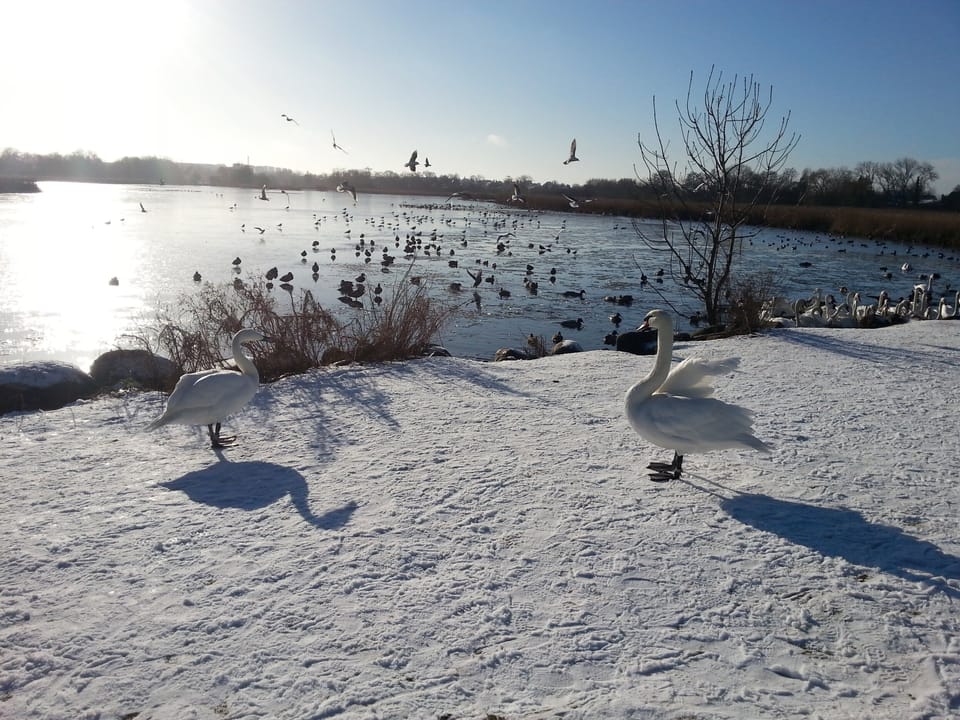 Winter birds by the nearby lakes