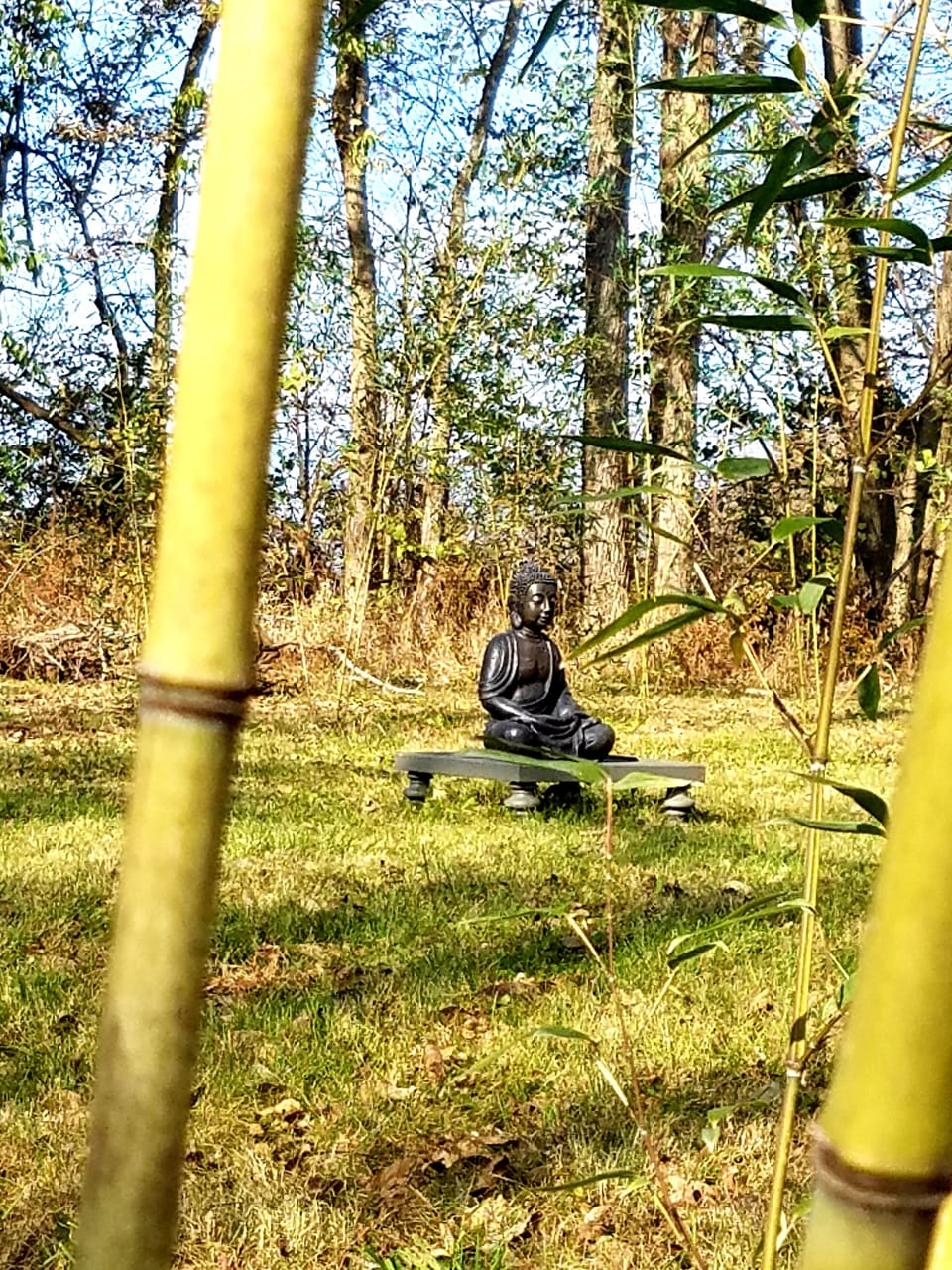Bamboo plantation