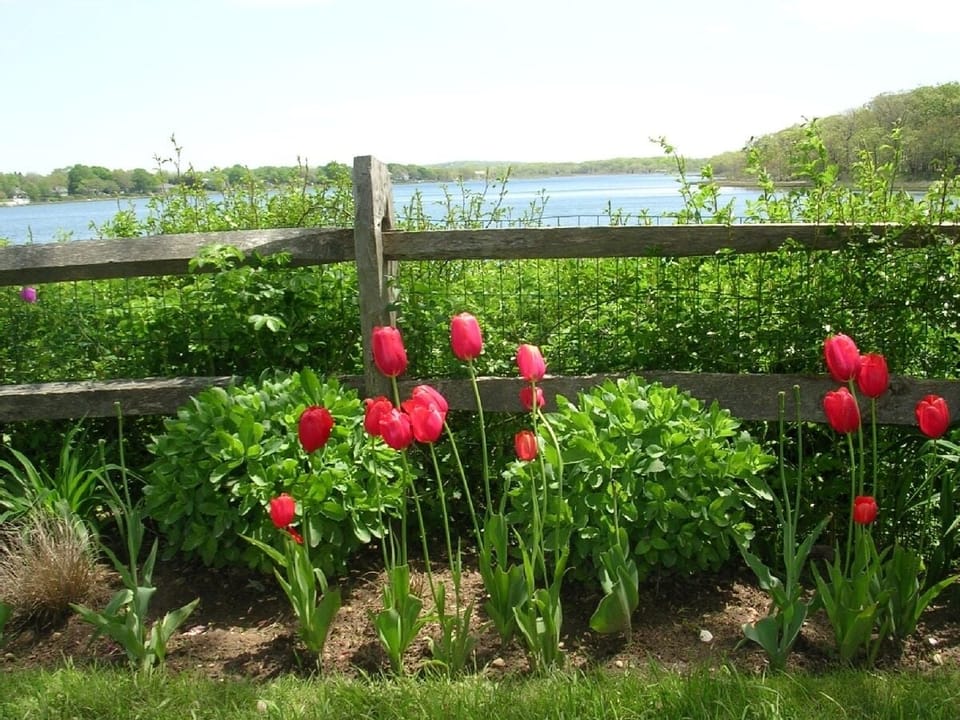 Tulips