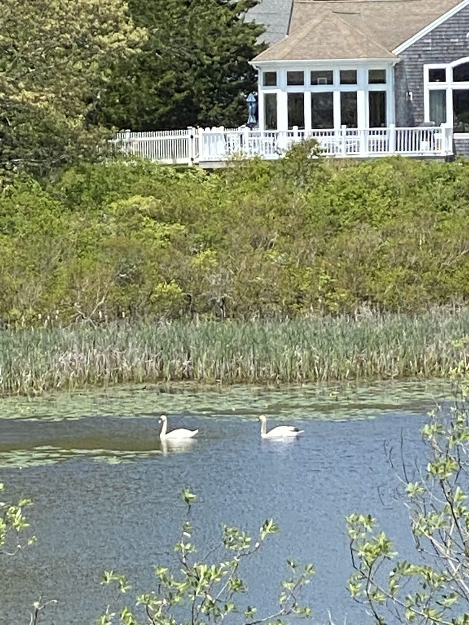 Overlooking a scenic pond 