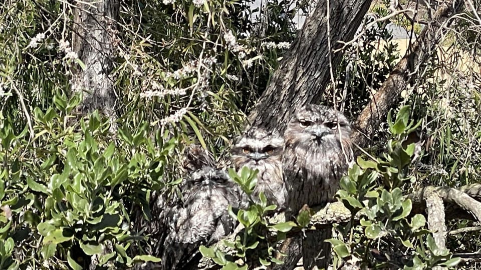 The local Tawny Frogmouth family that inspired the name of the house.