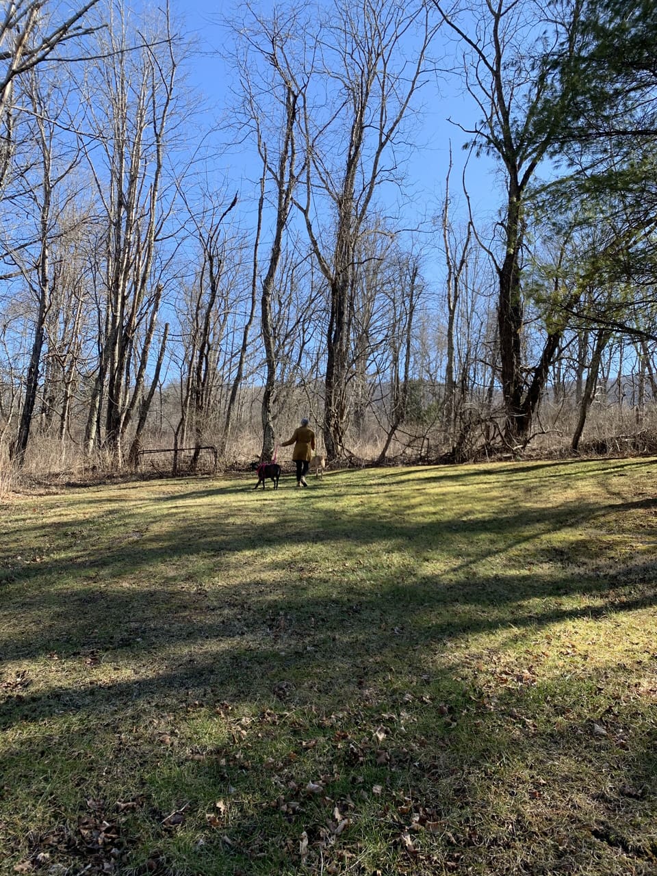 Backyard - great for dog walking