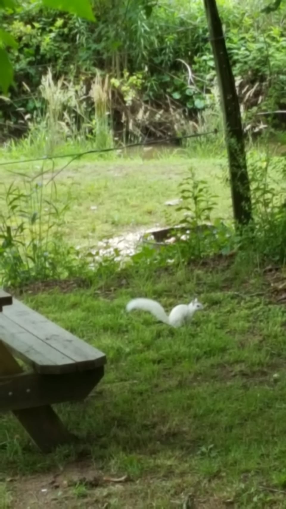 Not a weasel after the chickens!  Transylvania County's famous White Squirrel.