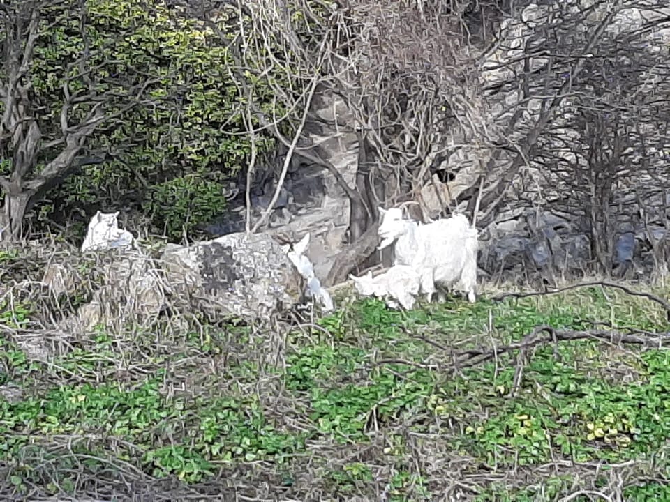 Local Great Orme goats