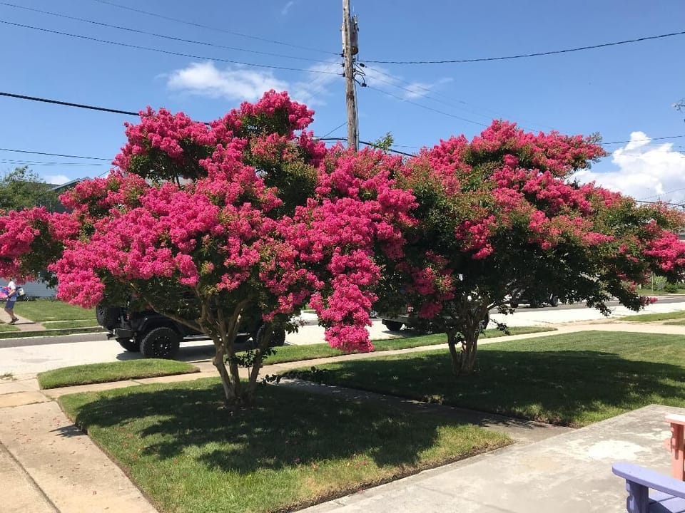 Front yard Myrtle Trees create privacy 