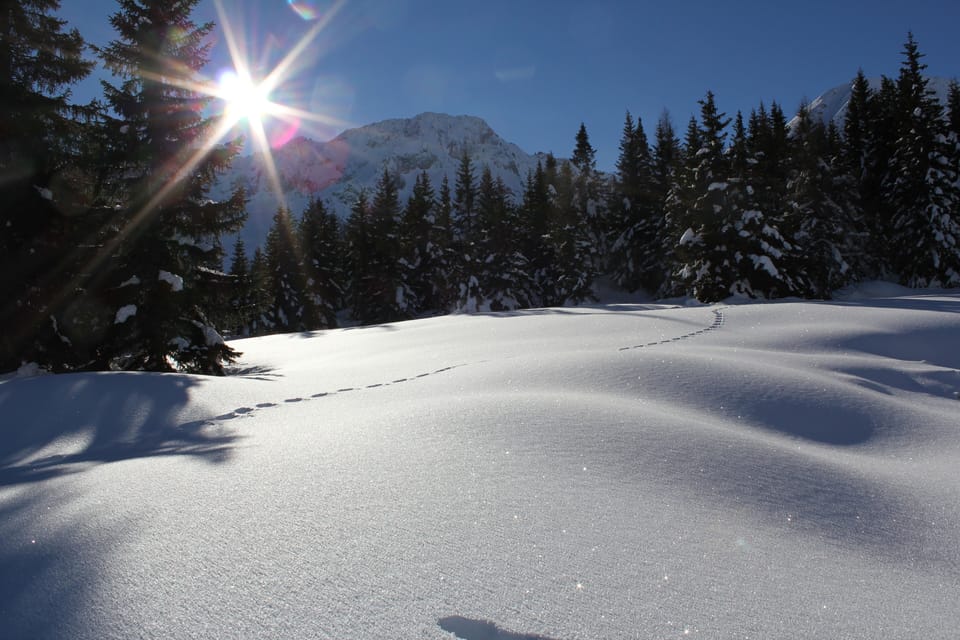 The backyard...