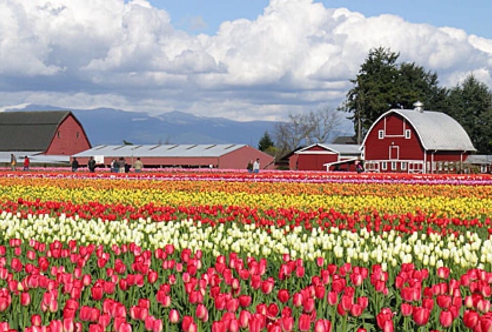 Tulip Farms about 6 miles away from cottage.