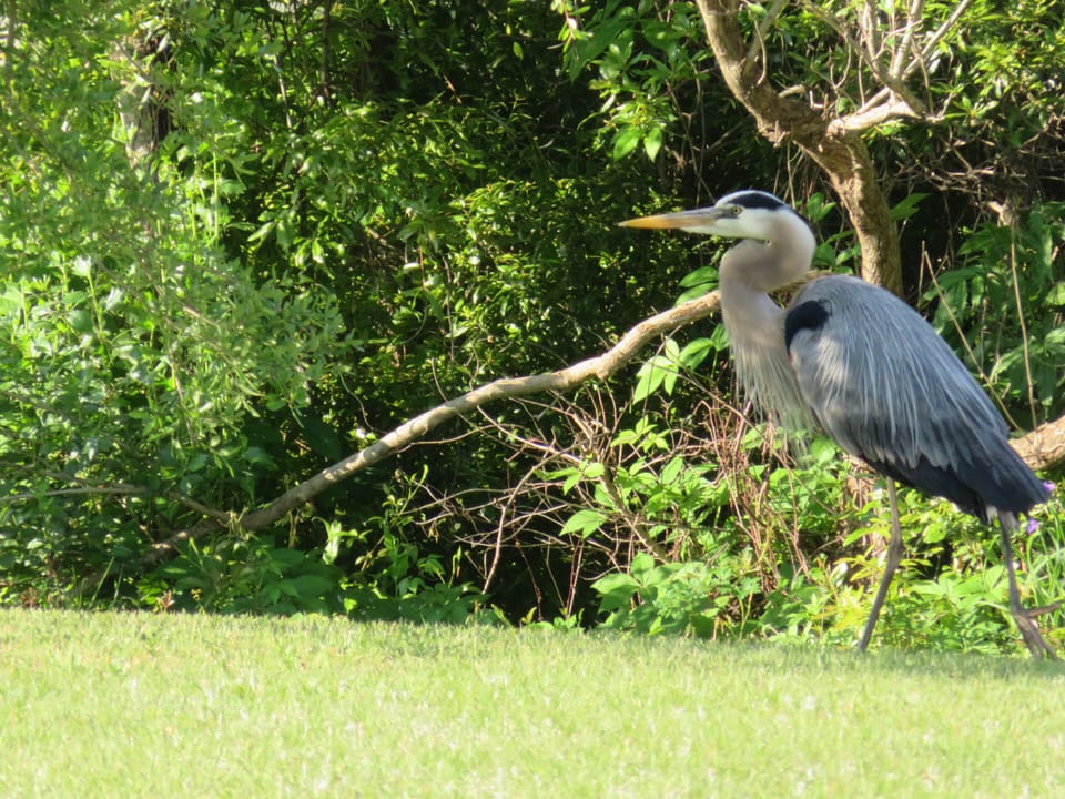 Keep a look-out for one of our Great Blue Heron !