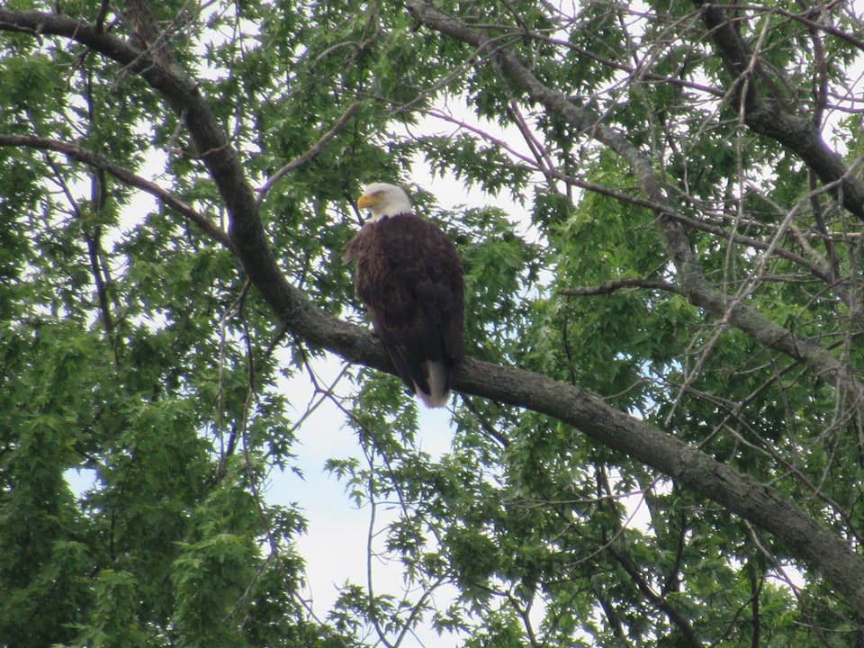 Resident Eagles