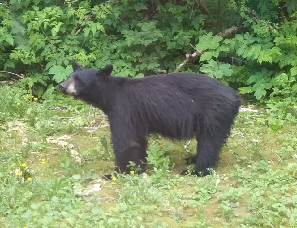 Occasional Wildlife Sightings