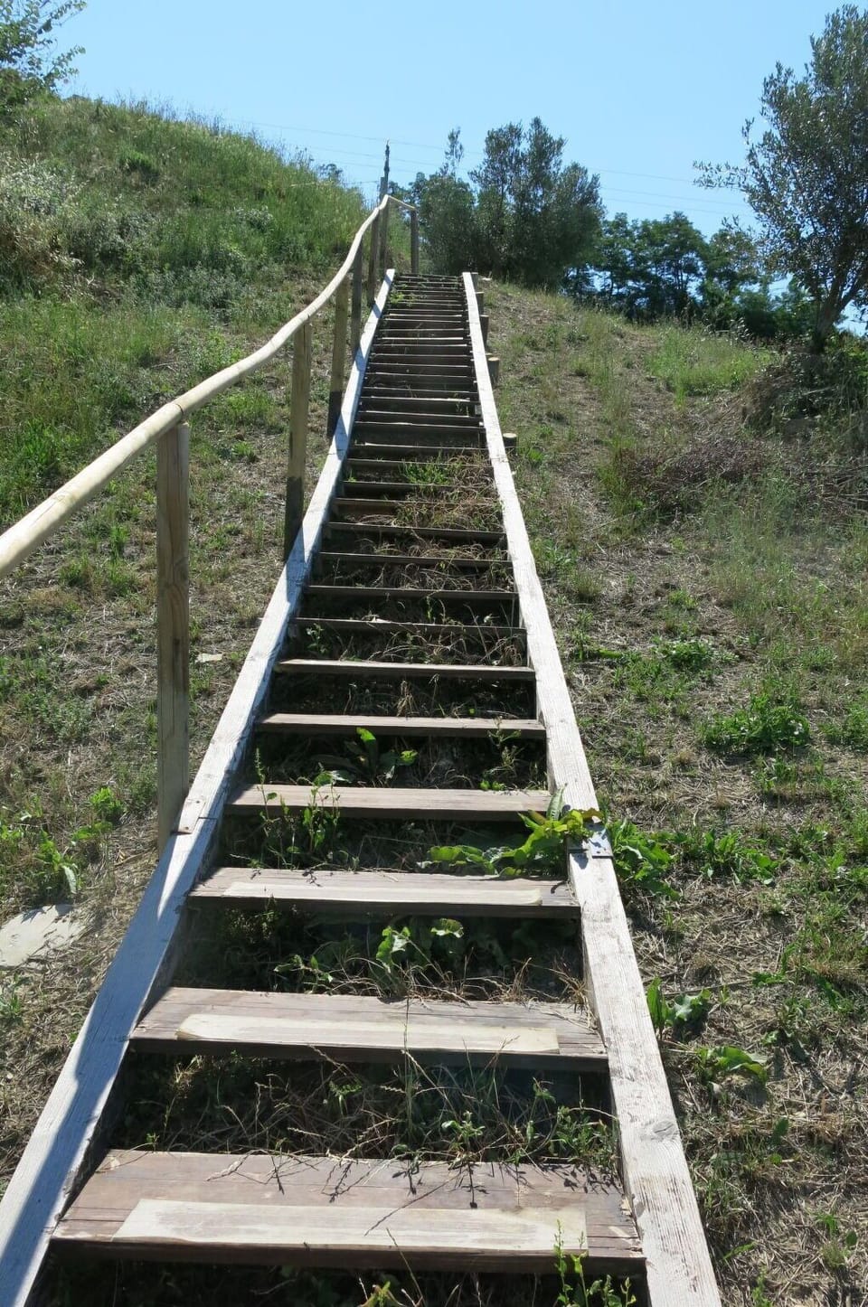 Stairs, Walkway, Grass, Tree, Boardwalk, Plant Community, Plant, Nonbuilding Structure