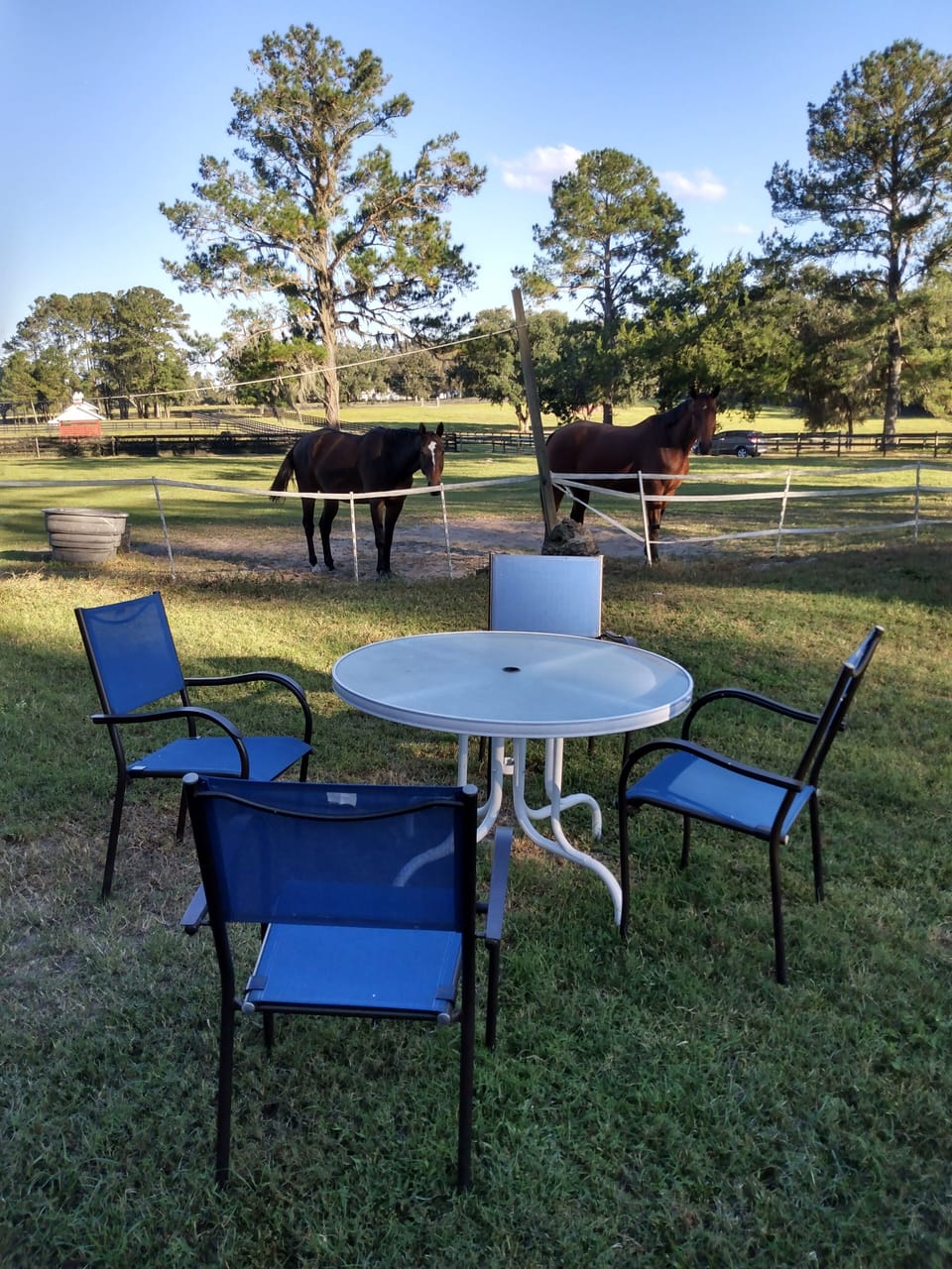 outdoor table looking to pasture with horses