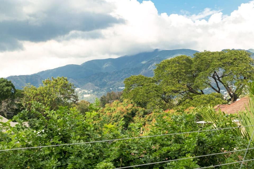 Lush treetop view stretching toward rolling mountains under open skies
