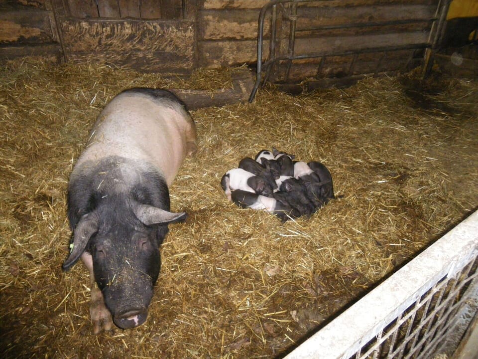 Grass, Livestock, Landscape, Natural Material