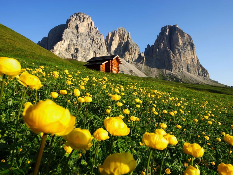 Flower, Mountainous Landforms, Yellow, Mountain, Mountain Range, Flowering Plant, Wildflower, Alps, Valley, Meadow