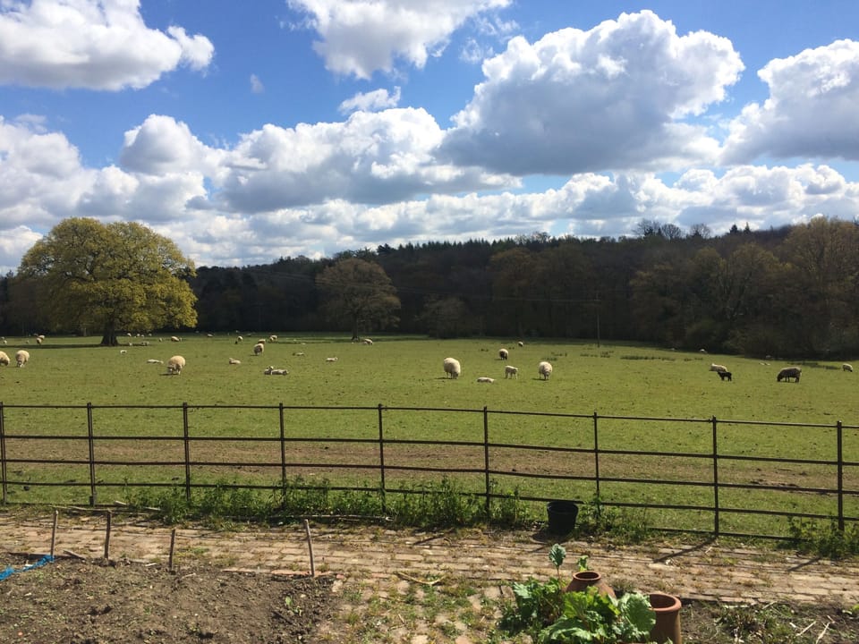 We often have sheep and lambs in the field behind the stables