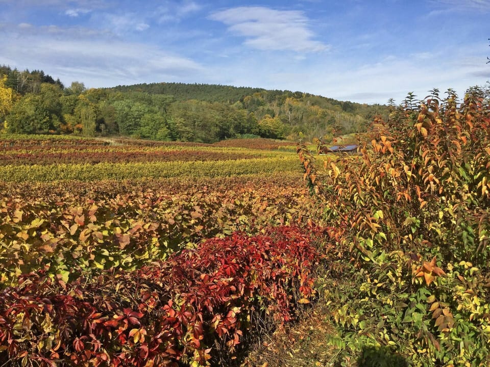 Cloud, Sky, Flower, Plant, Mountain, Natural Landscape, Agriculture, Shrub, Tree, Landscape