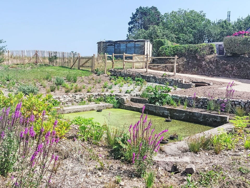 Shrub, Garden, Plant Community, Groundcover, Herbaceous Plant, Landscaping, Wildflower, Plantation, Botanical Garden